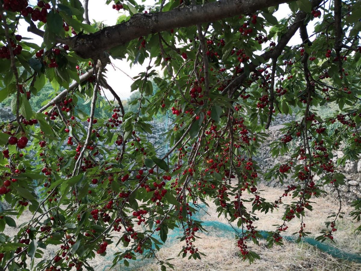Alle Pendici Dell'Etna 라갈나 외부 사진